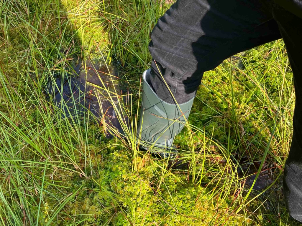 An vielen Stellen im Dänschenburger Moor trügt der Schein: unter eine Schicht aus Pflanzen steht das Wasser, so wie es in natürlichen Mooren sein soll.